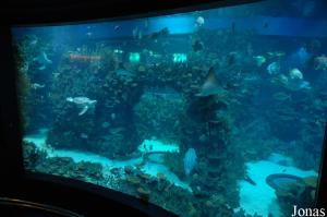 Wonders of Coral Reefs