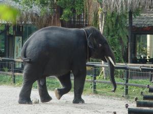 Éléphant asiatique mâle