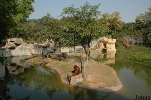 Installation des orangs-outans