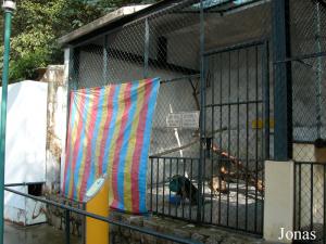 Cage des paons bleus