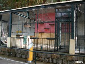 Cage des semnopithèques