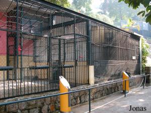 Cages des semnopithèques