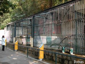 Cages des semnopithèques
