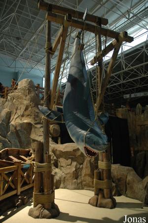 Reconstitution d'un requin pêché