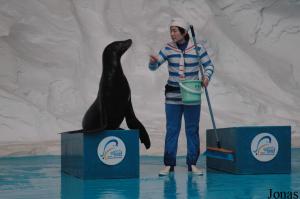 Otarie de Californie lors du spectacle