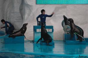 Otaries de Californie lors du spectacle