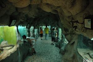 Tunnel de présentation de divers lézards et autres reptiles