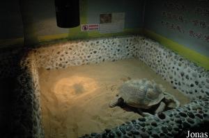 Enclos de la tortue sillonnée