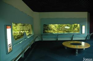 Zone des reptiles, amphibiens, poissons et insectes