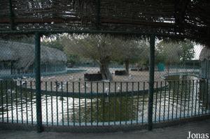 Bassin des canards au Sharjah National Park