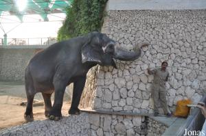 Éléphante asiatique et son soigneur