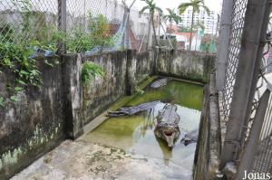 Bassin des faux-gavials de Malaisie