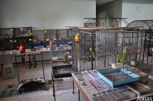Salle d'élevage pour jeunes perroquets