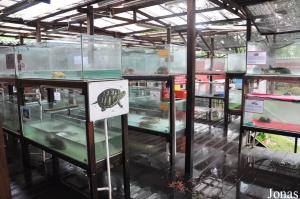 Terrariums et aquariums pour la présentation de dizaines d'espèces de tortues