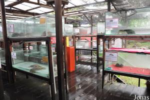 Terrariums et aquariums pour la présentation de dizaines d'espèces de tortues