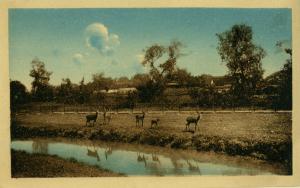 Carte postale