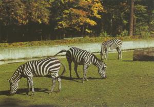 Carte postale