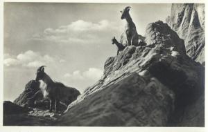 Carte postale
