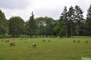 Enclos de contact avec daims communs, moutons du Cameroun et ânes