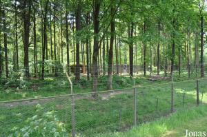 Enclos des ours bruns