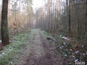 Forêt de chênes