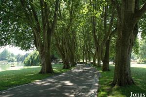 Allée de platanes