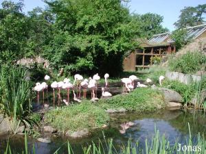 Colonie de flamants nains