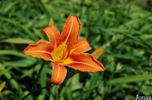 Fleur dans la partie botanique du Stadtgarten