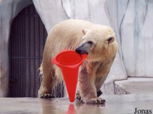 Kap, jeune ours blanc