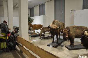 Présentation provisoire d'animaux naturalisés lors de la rénovation des lieux de stockage habituels