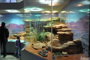 Présentation de reptiles australiens