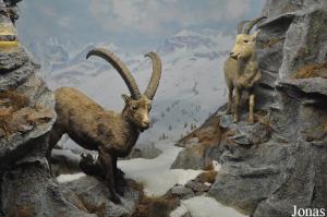 Diorama sur la faune européenne