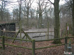 Enclos des chevaux de Przewalski