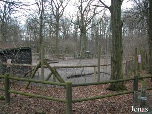 Enclos des chevaux de Przewalski