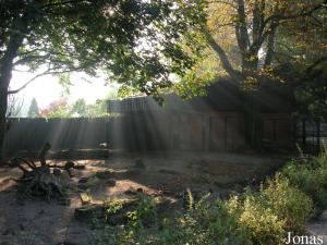 Enclos des babiroussas