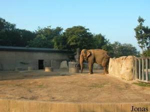 Enclos des éléphants asiatiques