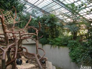 Installation des anthropoïdes et enclos des orangs-outans