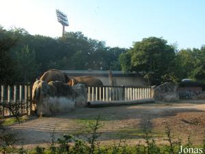 Installation des pachydermes