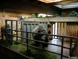 Boxes des rhinocéros