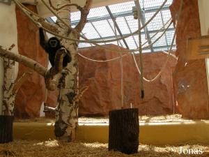 Enclos intérieur des gibbons à mains blanches