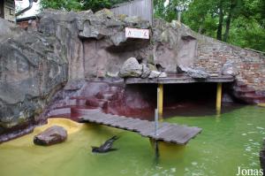 Bassin des otaries à fourrure