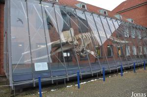 Squelette d'un cachalot dans la cour du musée