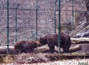 Couple d'ours bruns sous la neige