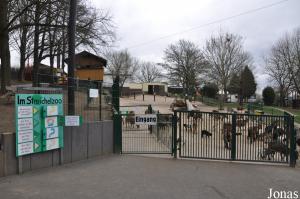 Enclos de contact avec chèvres et moutons