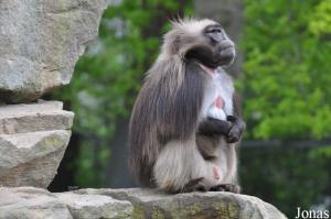 Gélada mâle (Theropithecus gelada)