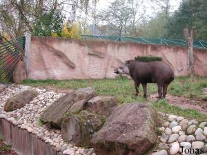 Enclos des tapirs terrestres