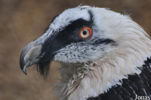 Gypaète barbu (Gypaetus barbatus)