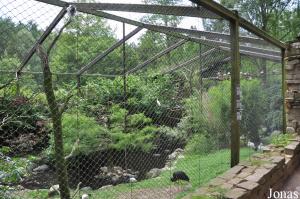 Volière des ibis malgaches et des becs-ouverts indiens