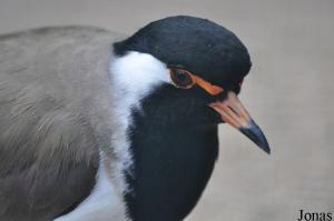 Vanneau indien (Vanellus indicus)