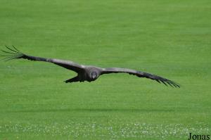 Condor des Andes (Vultur gryphus)